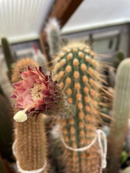Haageocereus weberbaueri var. horridispinus